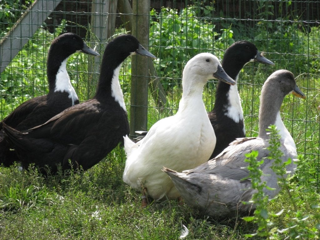 Dendermondse eend, Meerdere dieren, Eend
