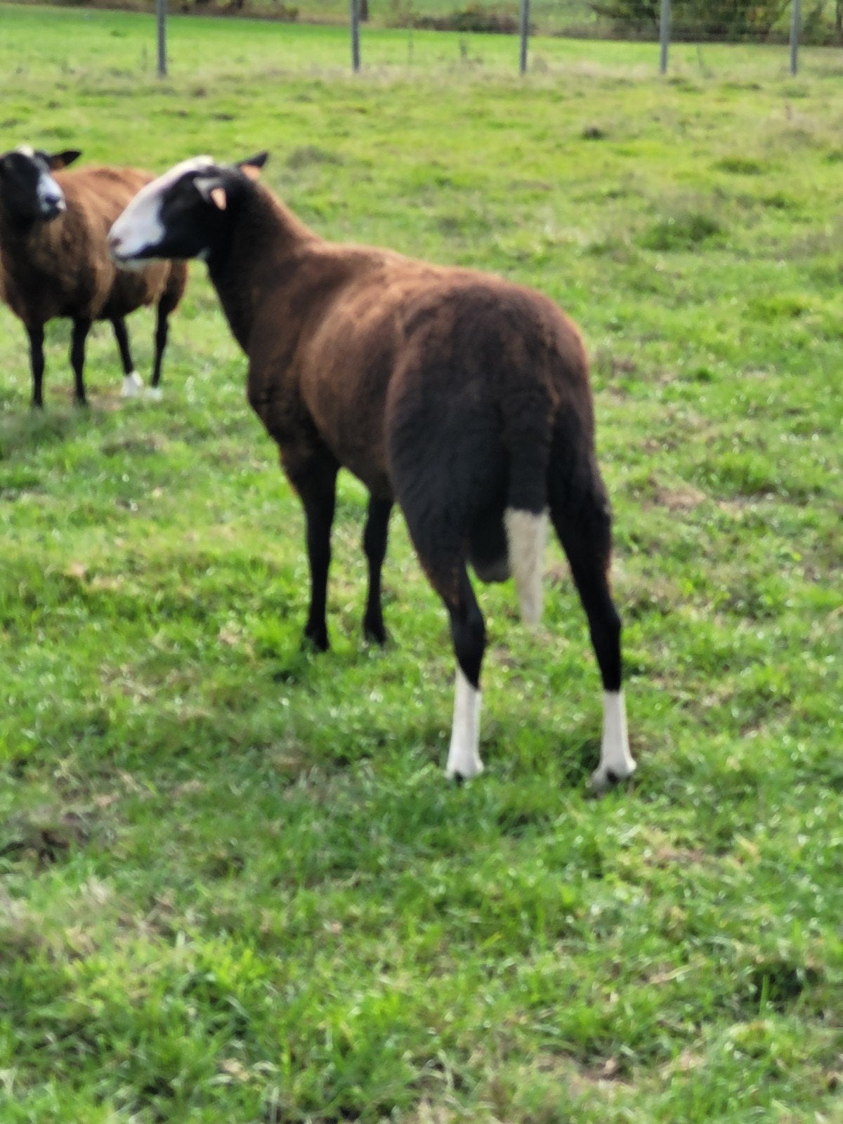 dekram  zwartbles, Animaux & Accessoires, Mâle, Mouton, 0 à 2 ans