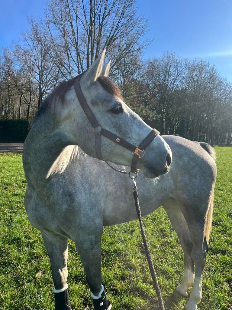 Halve staller gezocht 🌸, Dieren en Toebehoren, Merrie, Niet van toepassing