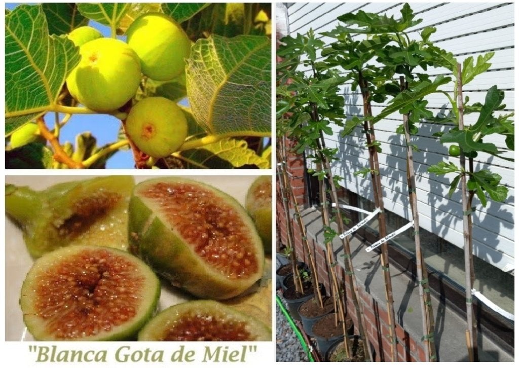 PRACHTIGE VIJGENBOOMPJES 1,5 METER, HONINGVIJGEN, 18€/STUK, Tuin en Terras, Planten | Fruitbomen, Lente, Volle zon, In pot, Ophalen of Verzenden