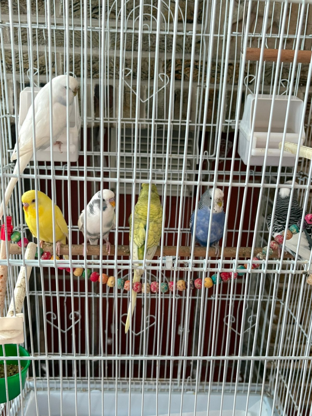 6 adorables perruches + cage, Animaux & Accessoires, Plusieurs animaux, Perruche