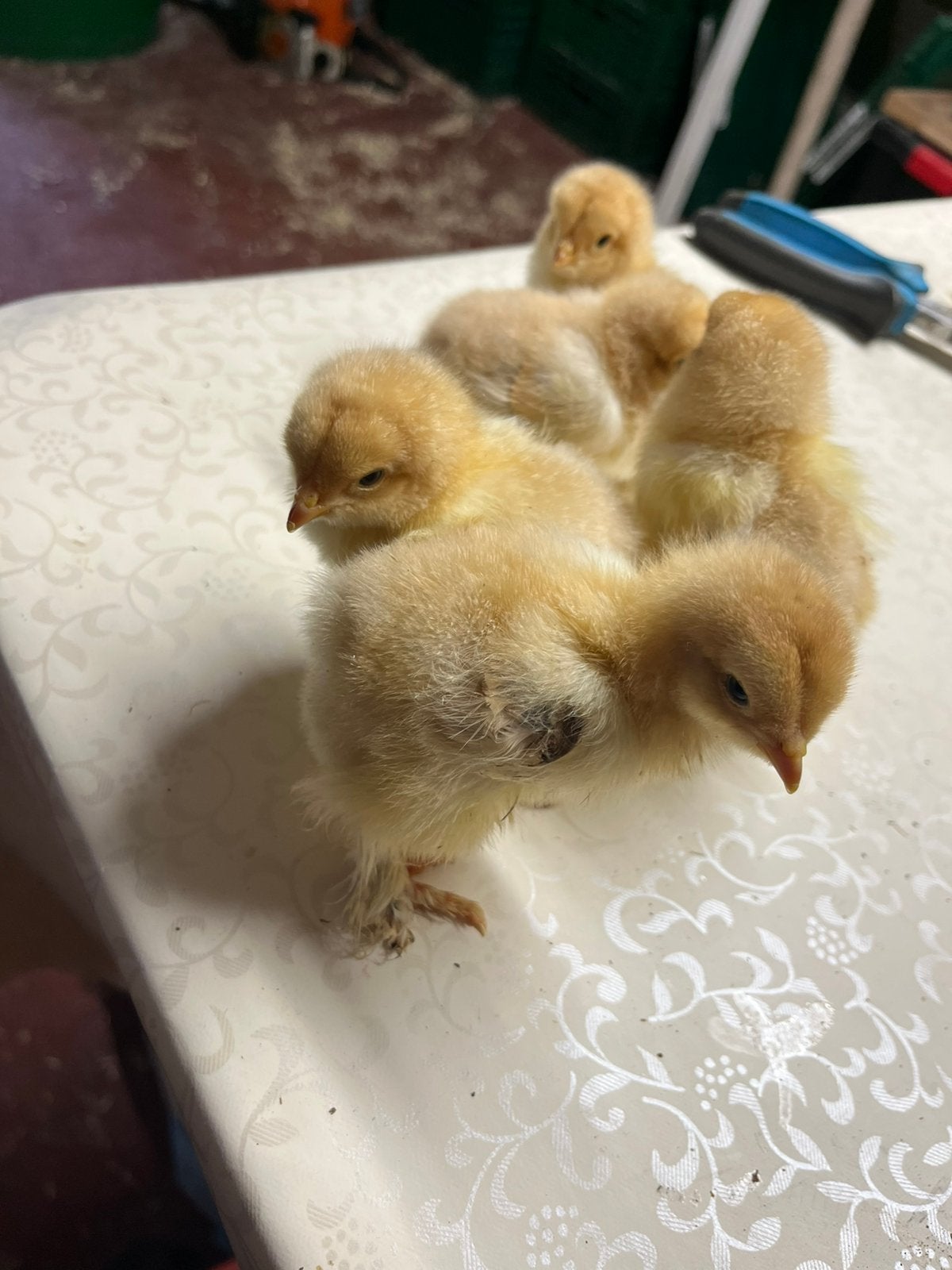 Brahma eendagskuikens, Dieren en Toebehoren, Pluimvee