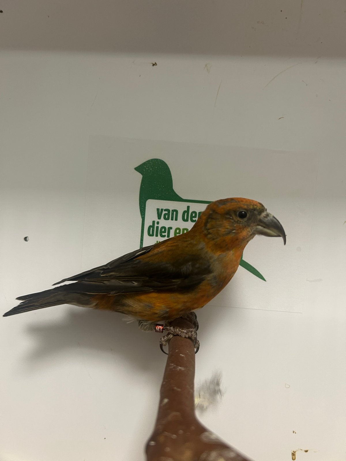 1-4 kruisbek ( in nl ), Plusieurs animaux, Oiseau chanteur sauvage, Bagué