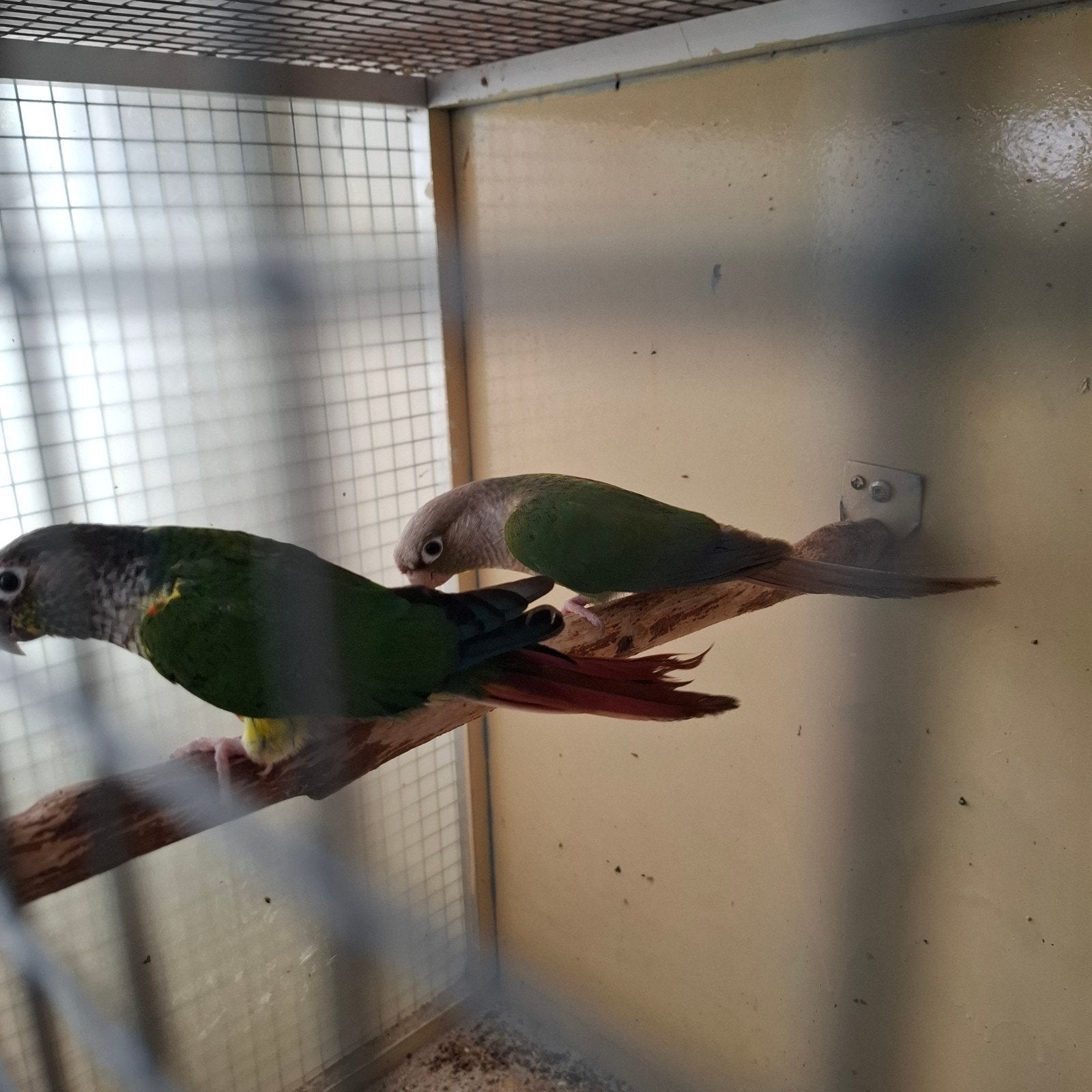 Mooi Vaderdag Cadeau 1-1 Pyrrhura's met nieuwe kooi, Animaux & Accessoires, Oiseaux | Perruches & Perroquets, Plusieurs animaux