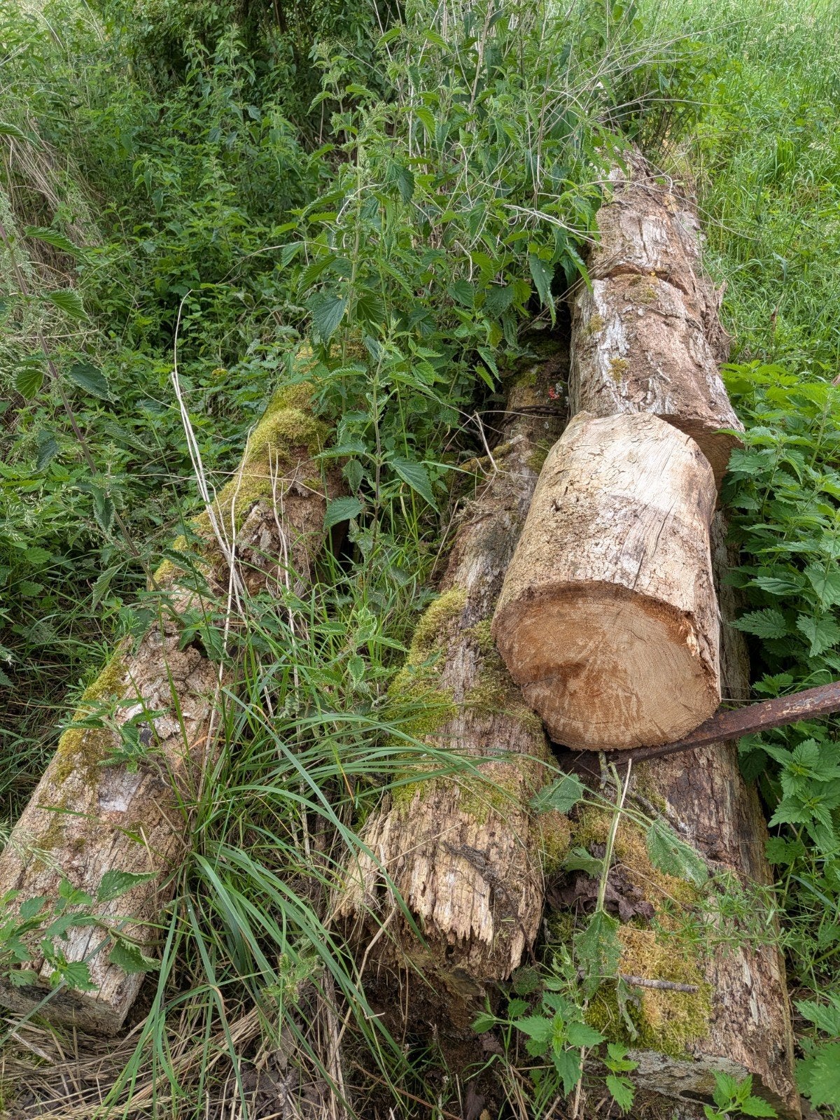 Poutres pour bois de chauffage, Enlèvement