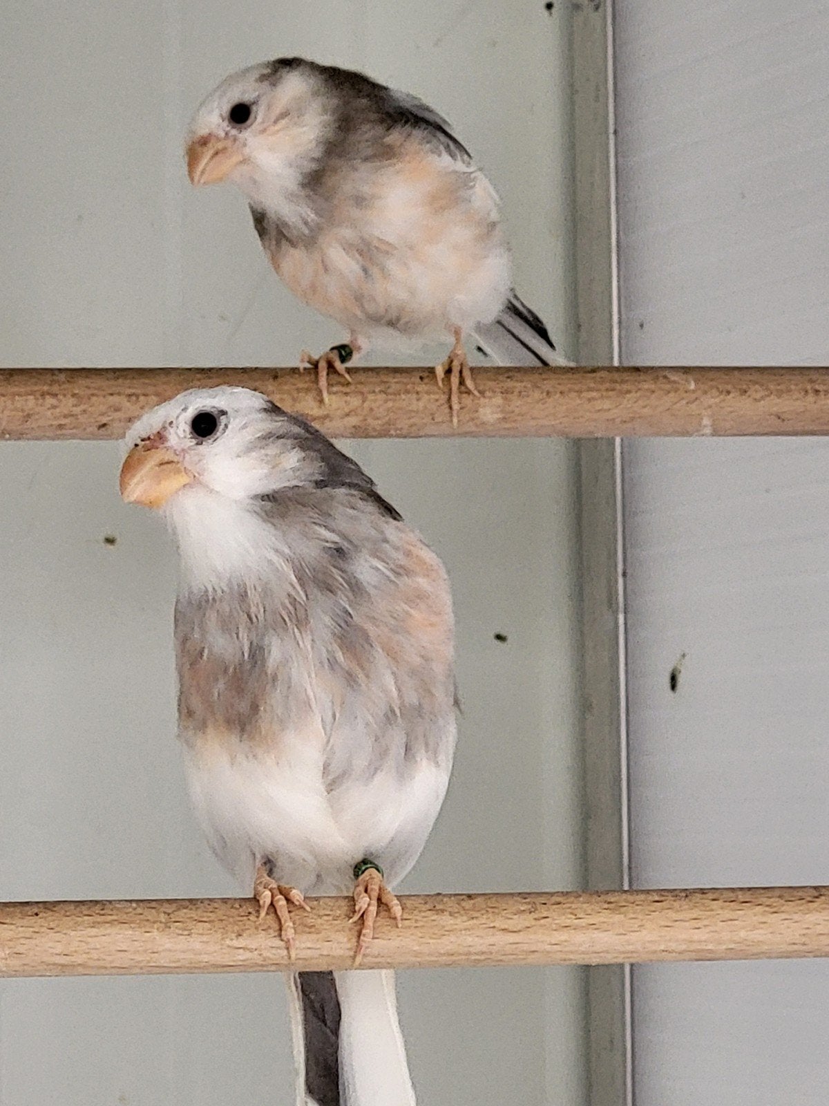 witbonte goudvinkpop 2026, Animaux & Accessoires, Femelle, Oiseau chanteur sauvage, Bagué