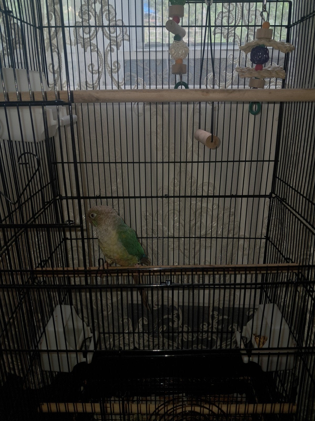 Conure à échanger avec d'autres petits oiseaux, Animaux & Accessoires, Enlèvement