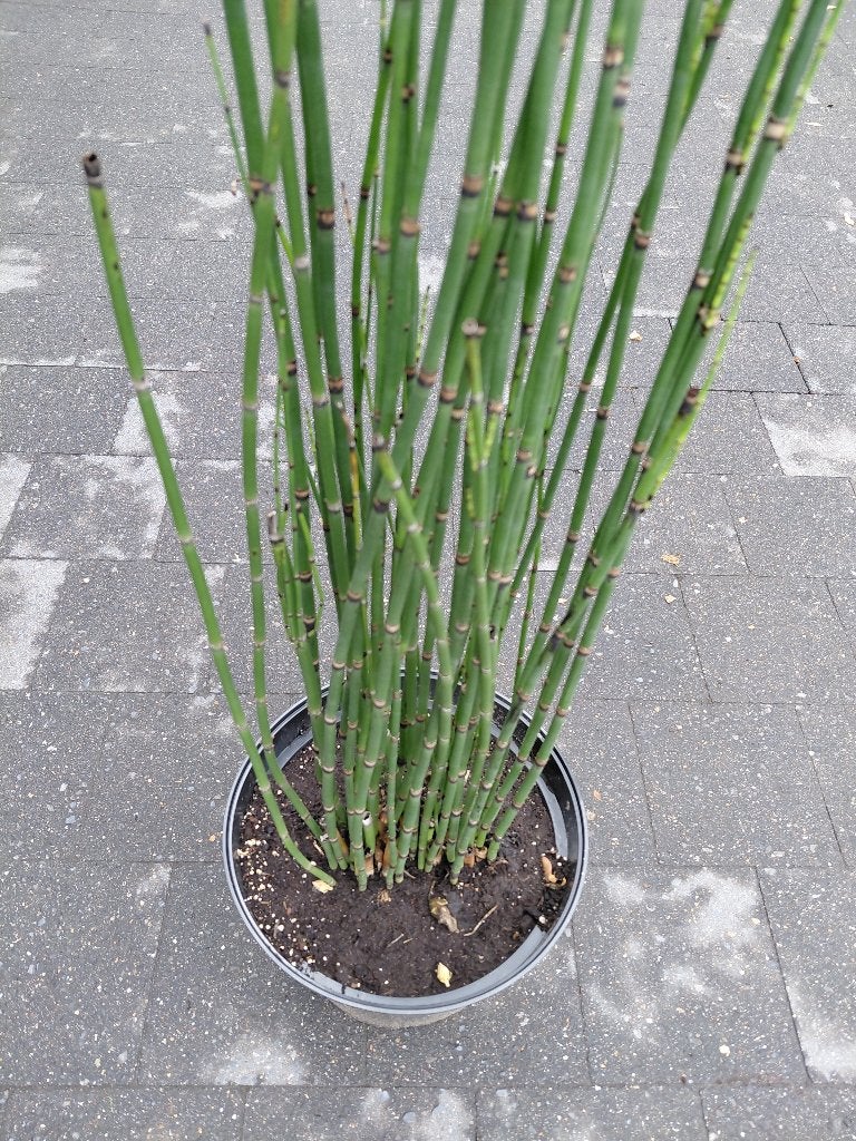 Equisetum Japonicum, Tuin en Terras, Ophalen