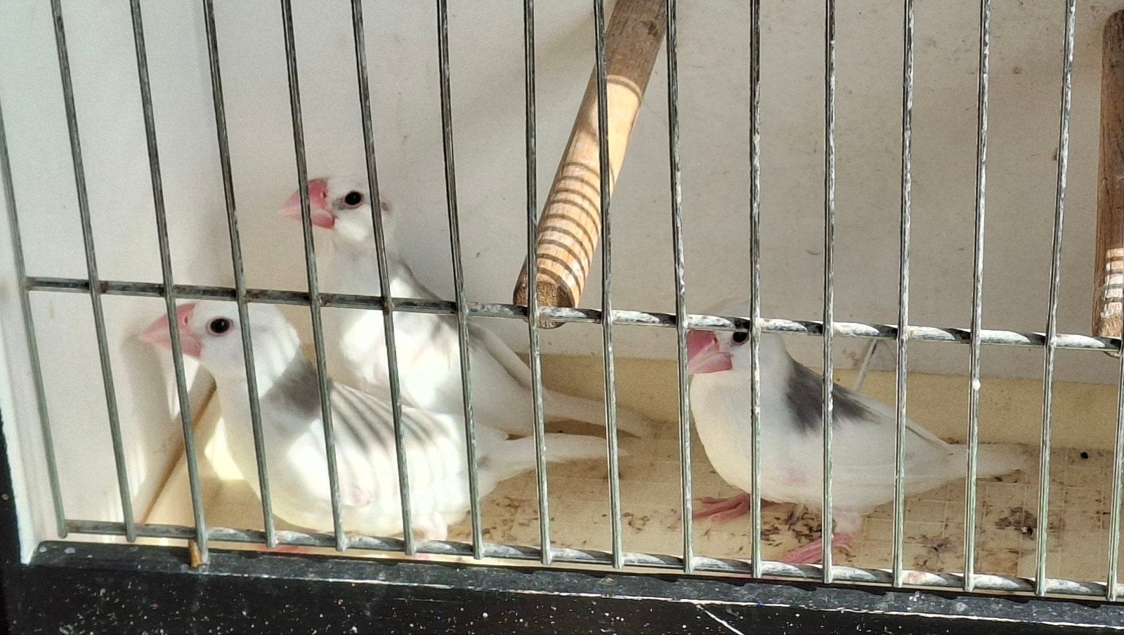 Rijstvogels, Dieren en Toebehoren