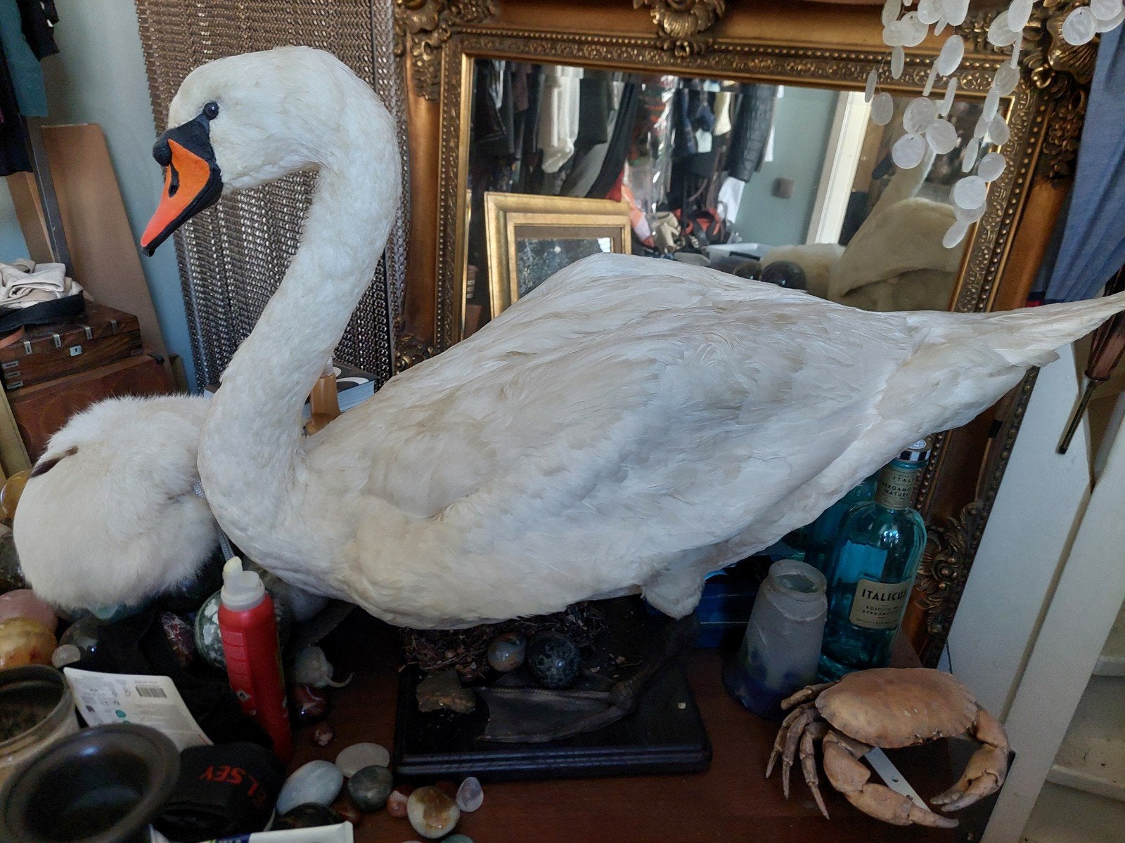 taxidermie , opgezette Zwaan, Dieren en Toebehoren