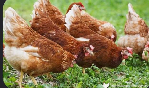 Isa brown hennen, Dieren en Toebehoren, Pluimvee, Vrouwelijk, Kip