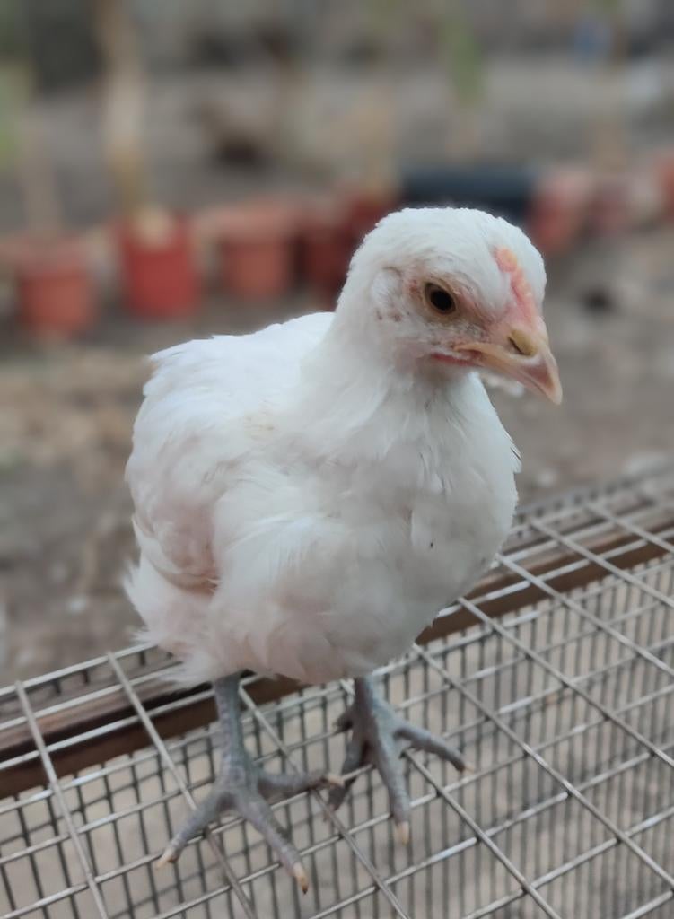 Jonge hennen en hanen van Poule de Bresse en mix 8 weken, Dieren en Toebehoren, Pluimvee, Meerdere dieren, Kip