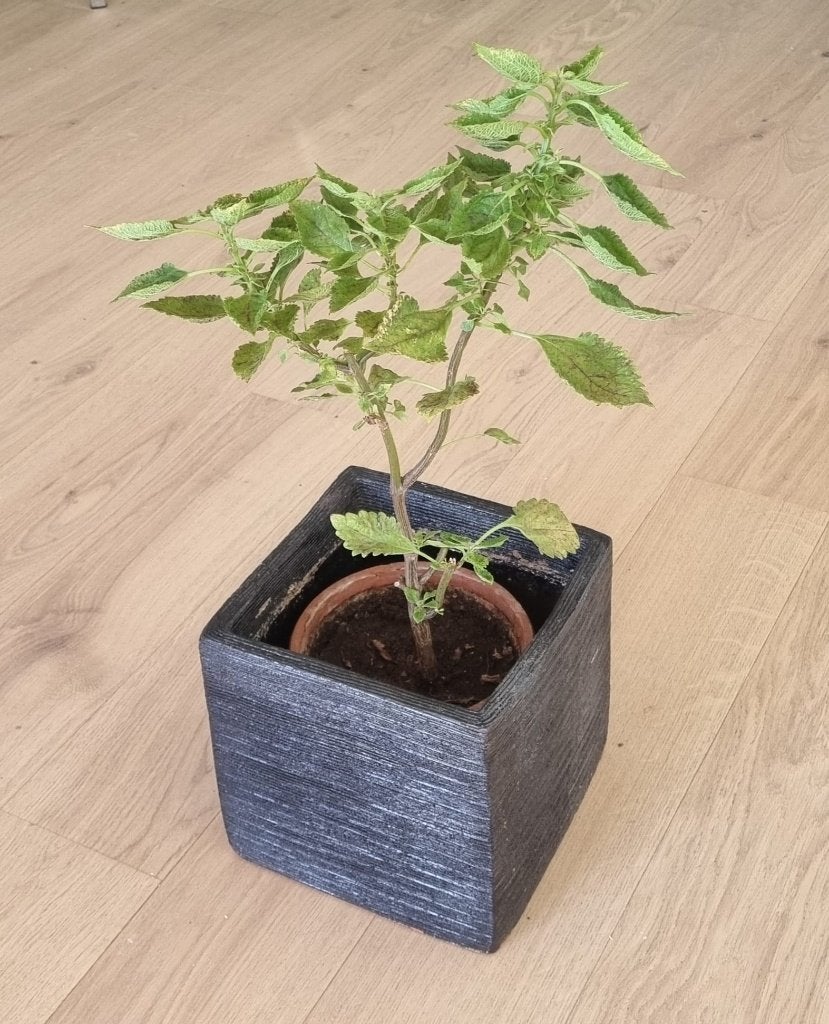 Zware bloempot klei 'original terracotta', 20x20x20 cm, Gebruikt, Vierkant, Ophalen of Verzenden, Balkon