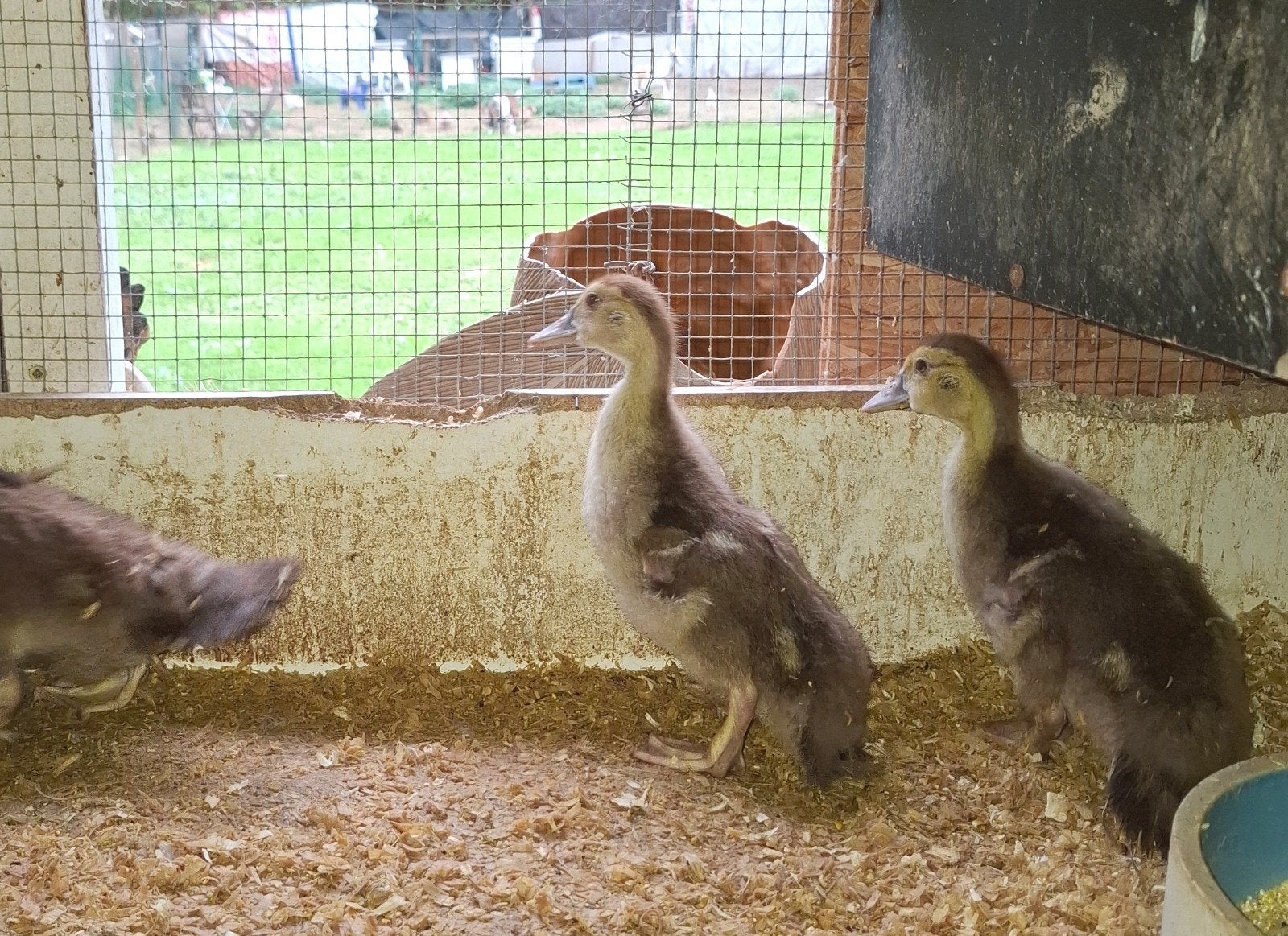 barberie, Sexe inconnu, Canard