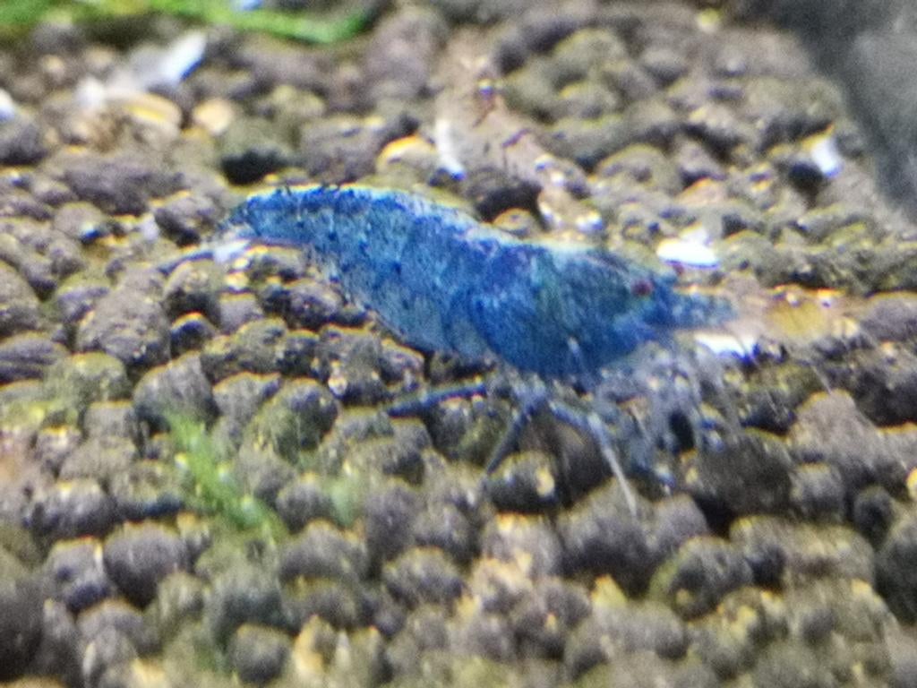 Aura Blue (caridina garnalen), Dieren en Toebehoren