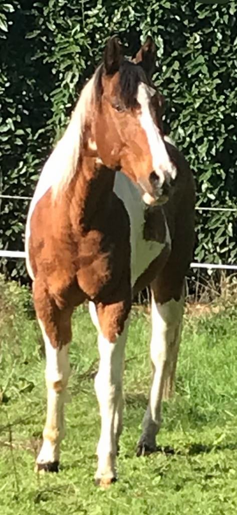 GESTOLEN !!!, Dieren en Toebehoren, Paarden, Ruin, Minder dan 160 cm, 11 jaar of ouder, Westernpaard