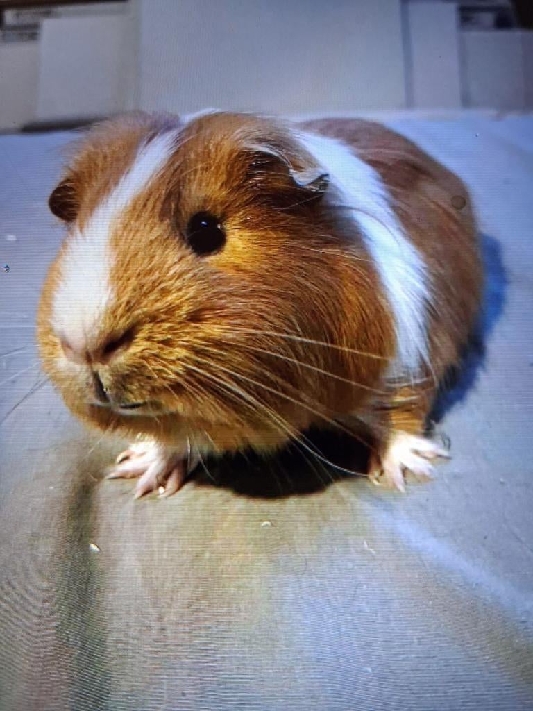 Cavia Beertje zijn van 4/25   afhalen desselgem, Avril, Cobaye