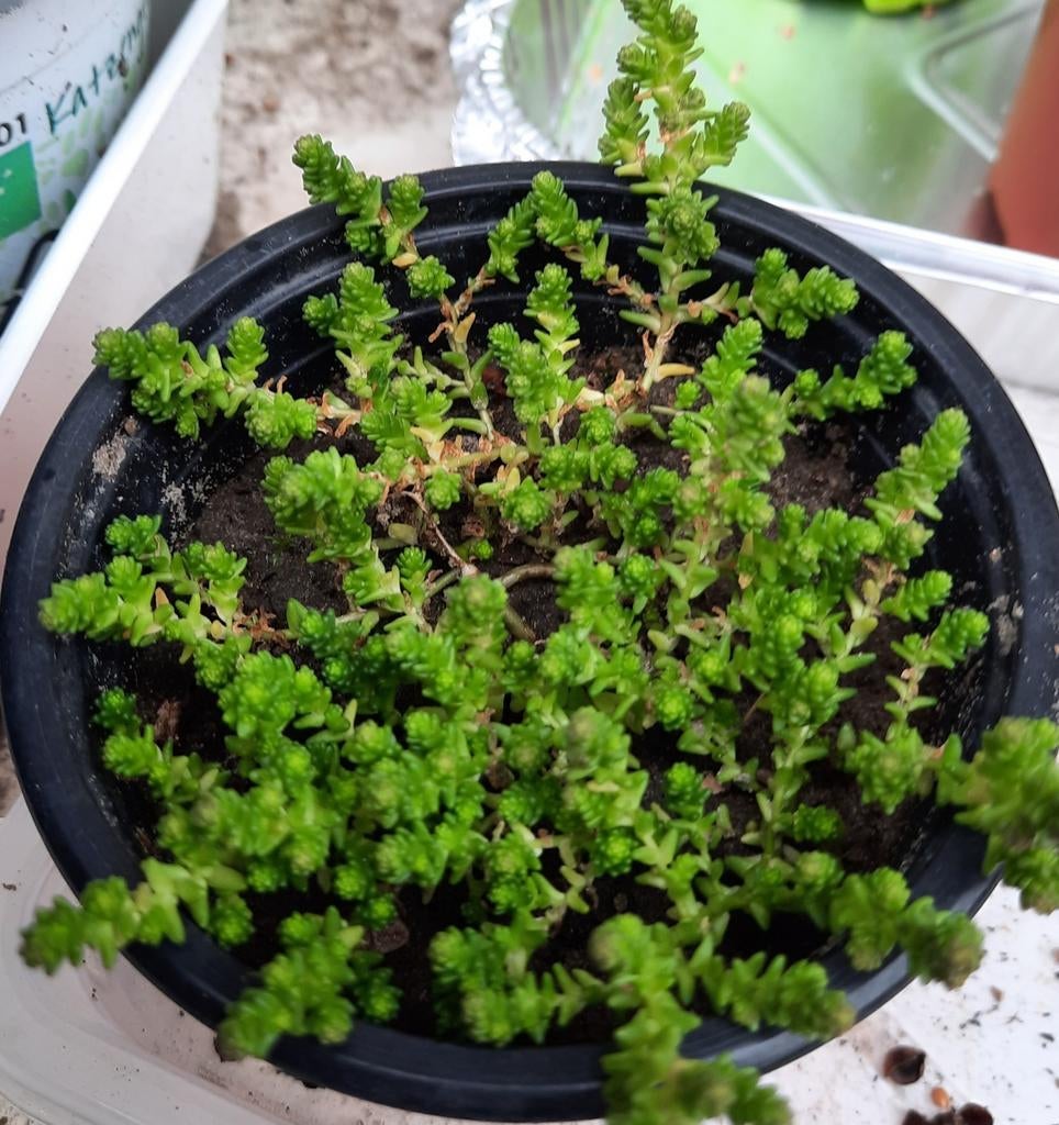 Vetplantje / tuinplant, Ophalen, Zomer, Vaste plant, Bodembedekkers