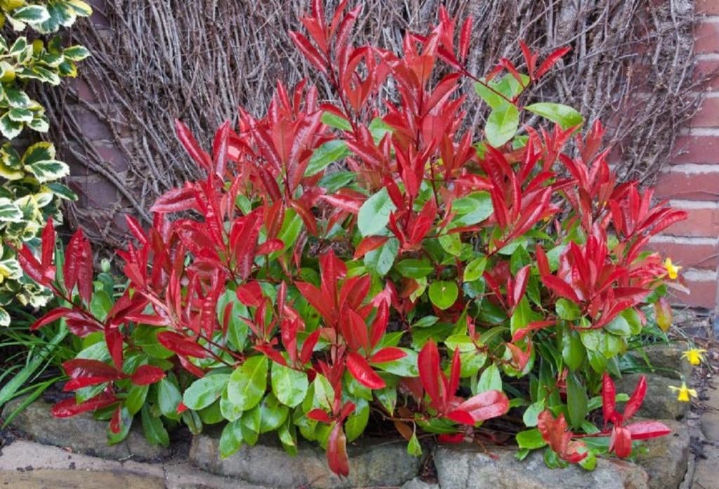 Overstock Photinea Red Robin Pot 1.5L, Jardin & Terrasse, Plantes | Arbustes & Haies, Enlèvement, Autres espèces, Arbuste, Moins de 100 cm
