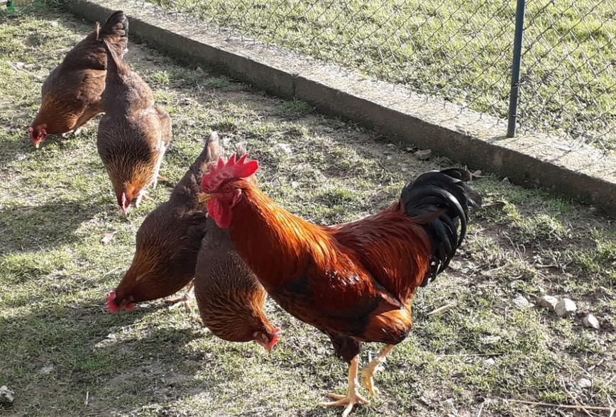 Oeufs fécondés de poule Welsumer, Poule ou poulet