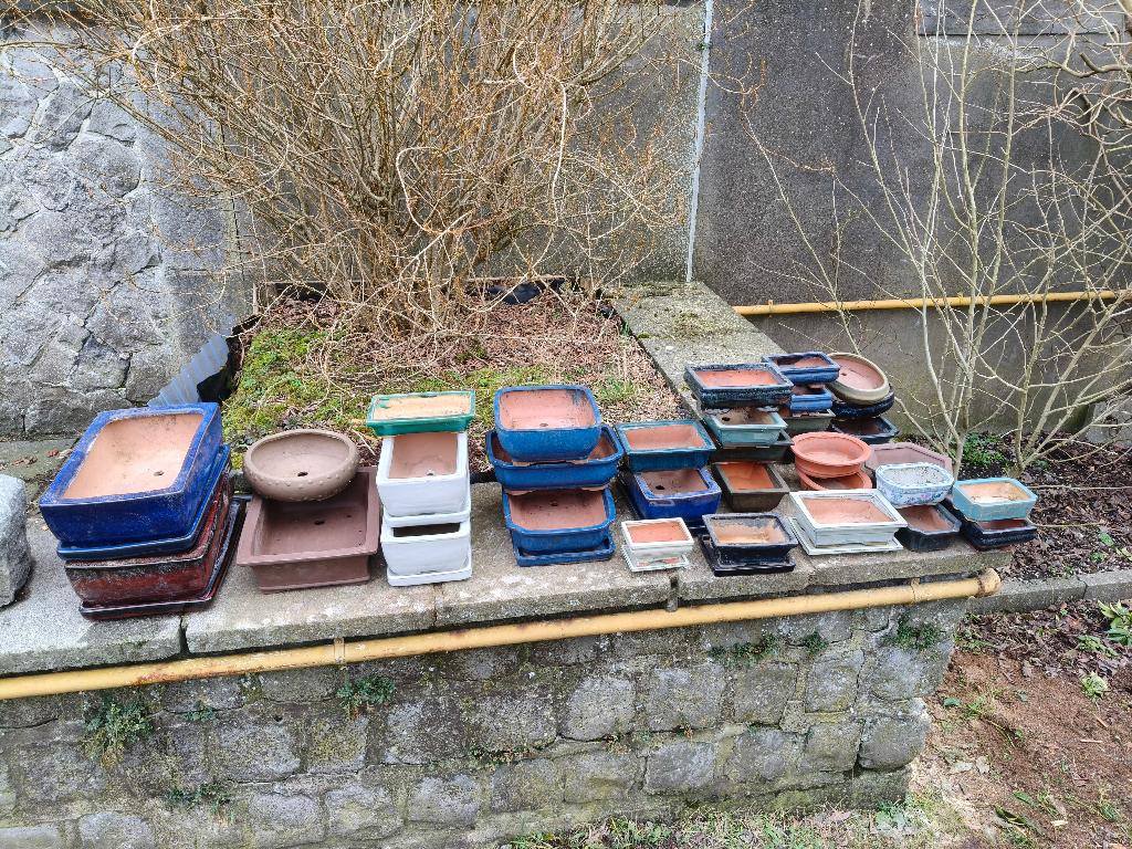 Pots à Bonsai, Jardin & Terrasse, Enlèvement ou Envoi, Autres espèces