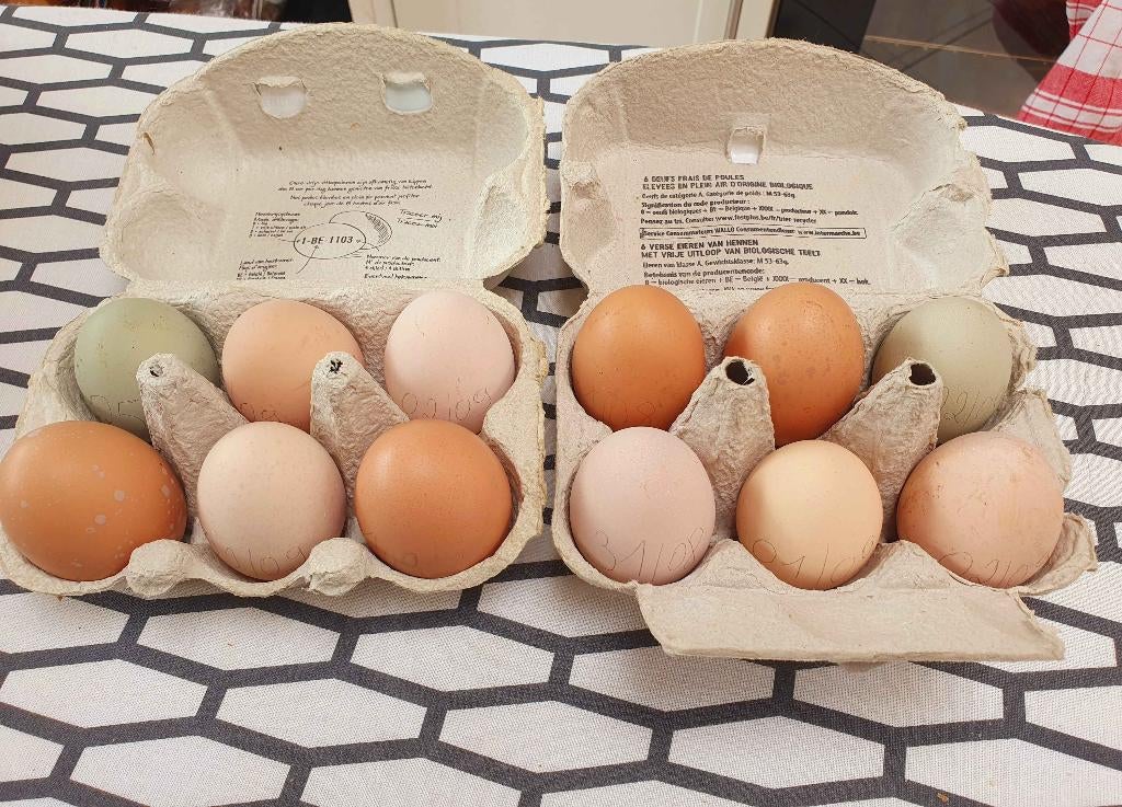 Oeufs frais de mes poules, Divers, Produits alimentaires, Enlèvement