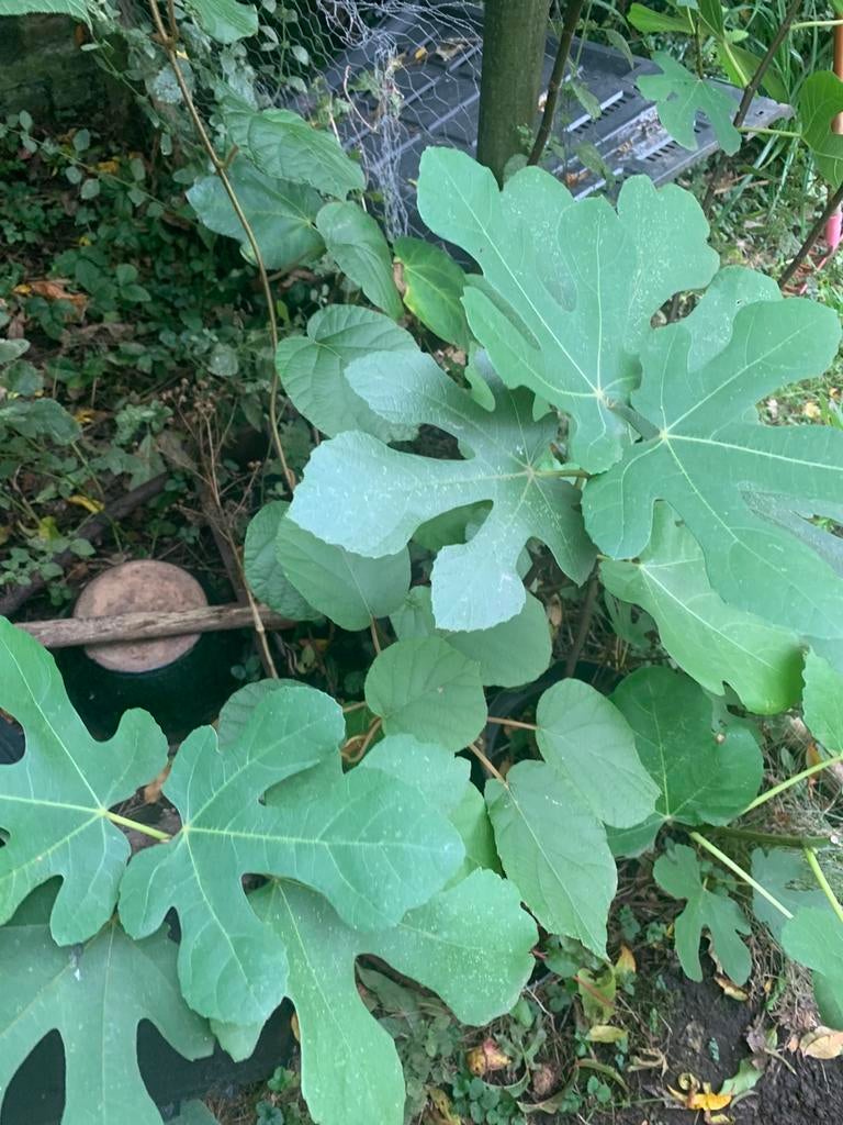 2jaar oude gestekte vijenboombles in pot, Tuin en Terras, Ophalen, In pot