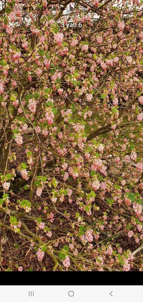 Roze 'bijen'struik - geurig en langbloeier, Ophalen, Struik