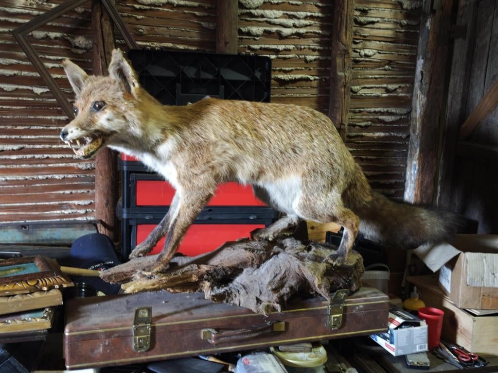 Renard naturalisé sur socle, Ophalen, Gebruikt, Wild dier, Opgezet dier