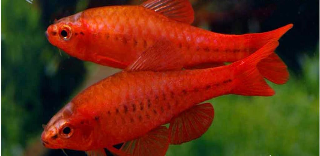 Titties - Kersen barbeel - P. Titteya, Dieren en Toebehoren, Vissen | Aquariumvissen, Vis, Zoetwatervis, Schoolvis