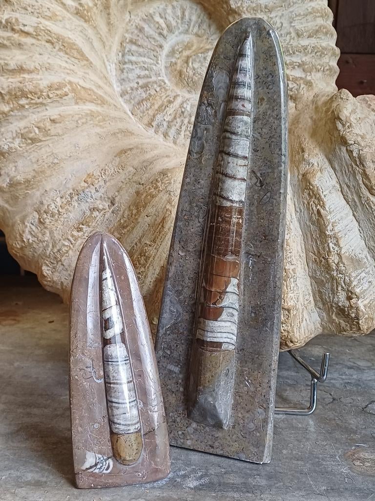 2 fossiles d'orthoceras polis - calamar fossile, Enlèvement ou Envoi, Fossile