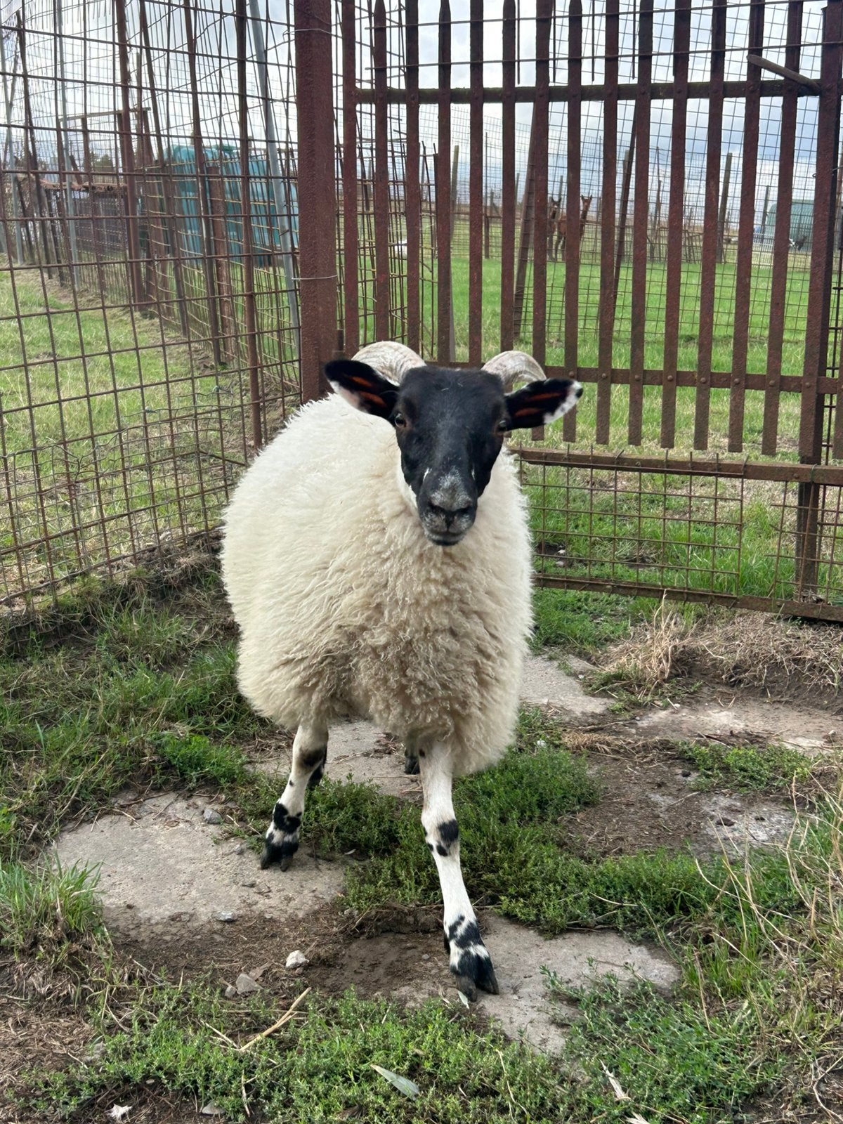 Zeer mooie jonge ooi zuiver ras scottish blackface, Femelle, Mouton