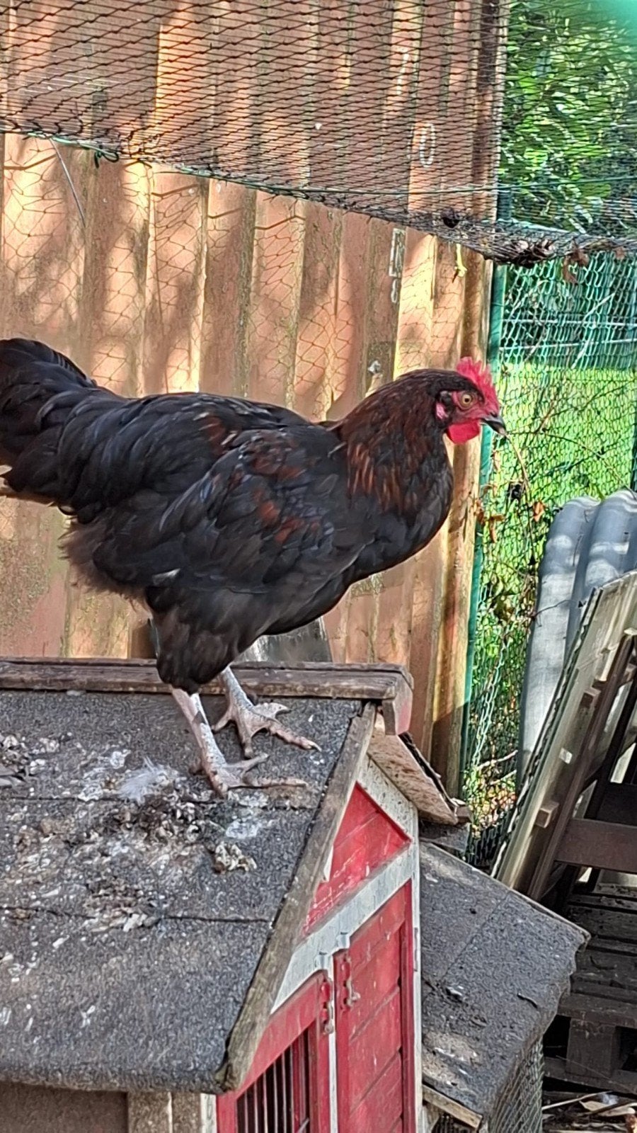 laatste Marans haan van 2026, Dieren en Toebehoren