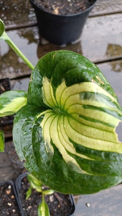 Hosta plantjes vanaf 1,25 schaduw plant, Vaste plant, Halfschaduw, Zomer, Ophalen