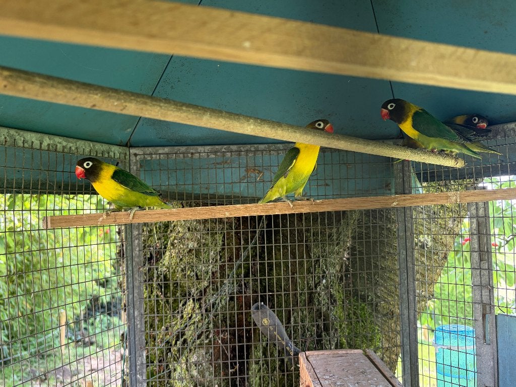 agapornis personata, Dieren en Toebehoren, Vogels | Parkieten en Papegaaien, Geslacht onbekend, Dwergpapegaai of Agapornis, Geringd