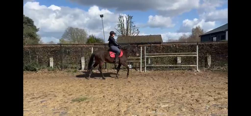 Braaf paard ruin, Enlèvement, Comme neuf