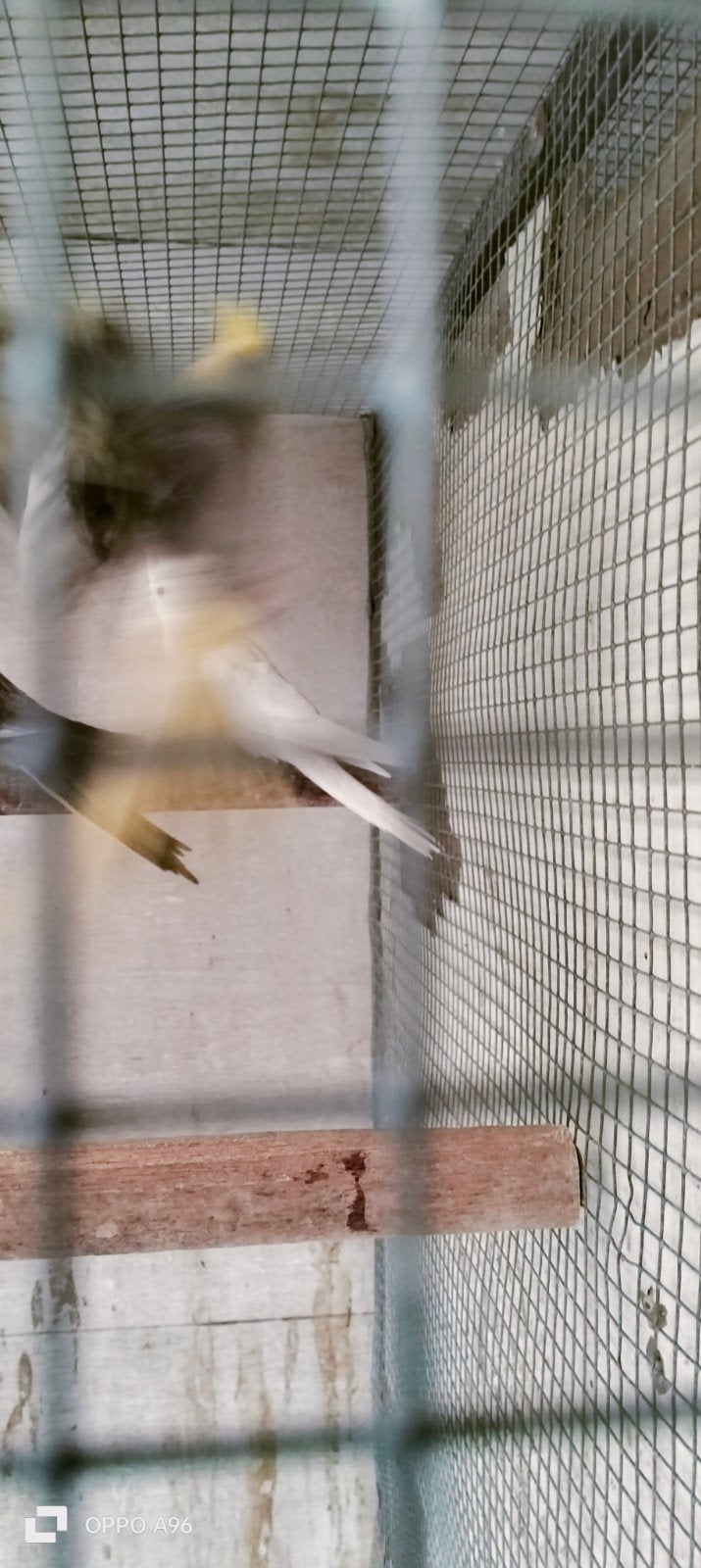 valkparkiet, Dieren en Toebehoren, Vogels | Kanaries
