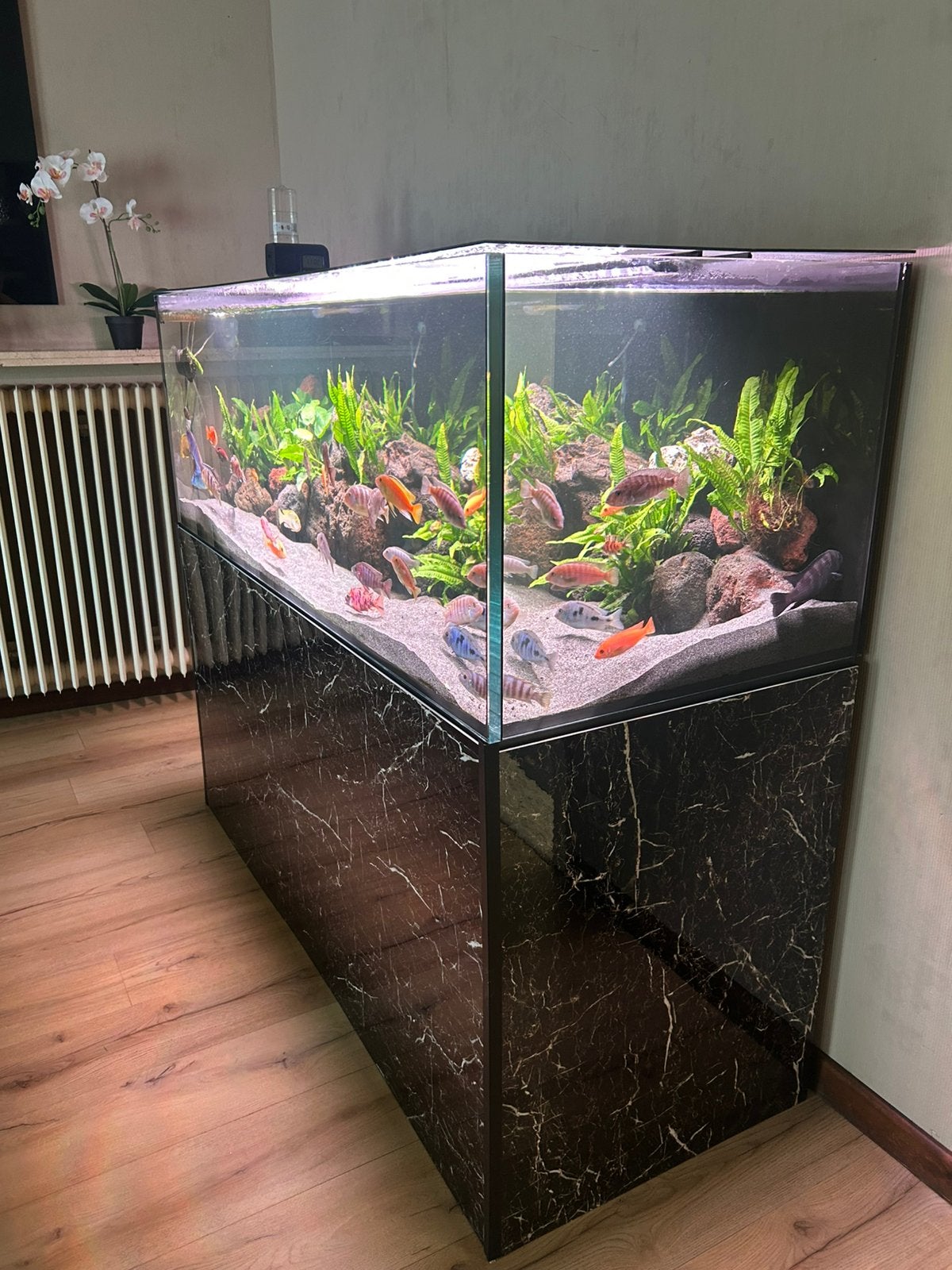 Aquarium met +- 50 visen, Animaux & Accessoires, Enlèvement, Utilisé, Chihiros