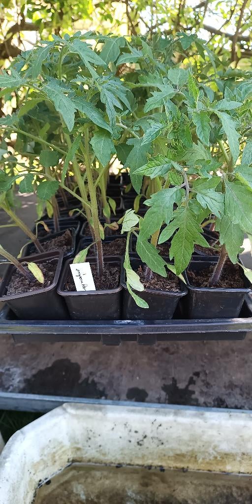 tomatenplanten Moneymaker, Jardin & Terrasse, Plantes | Jardin, Annuelle, Plantes potagères, Mi-ombre, Été, Enlèvement