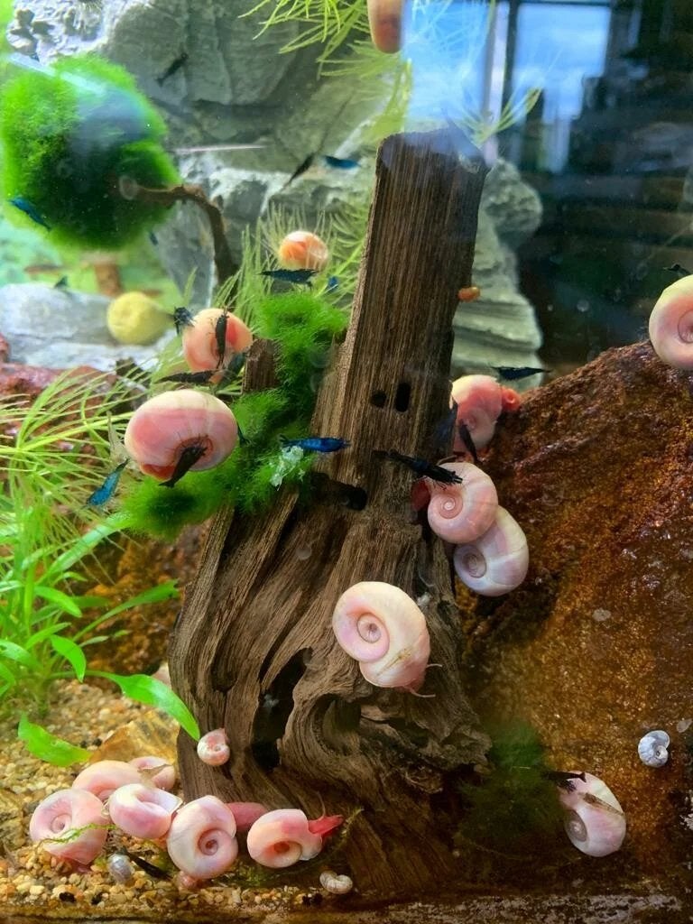 Aquarium slakken posthoornslak, Animaux & Accessoires, Escargot ou Mollusque