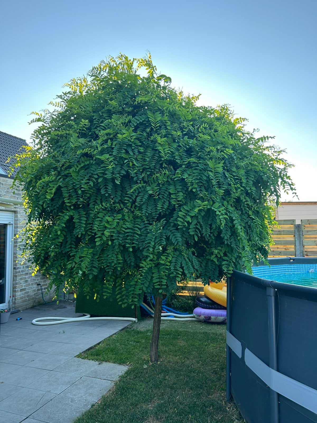Boom laagstam, Tuin en Terras, Ophalen