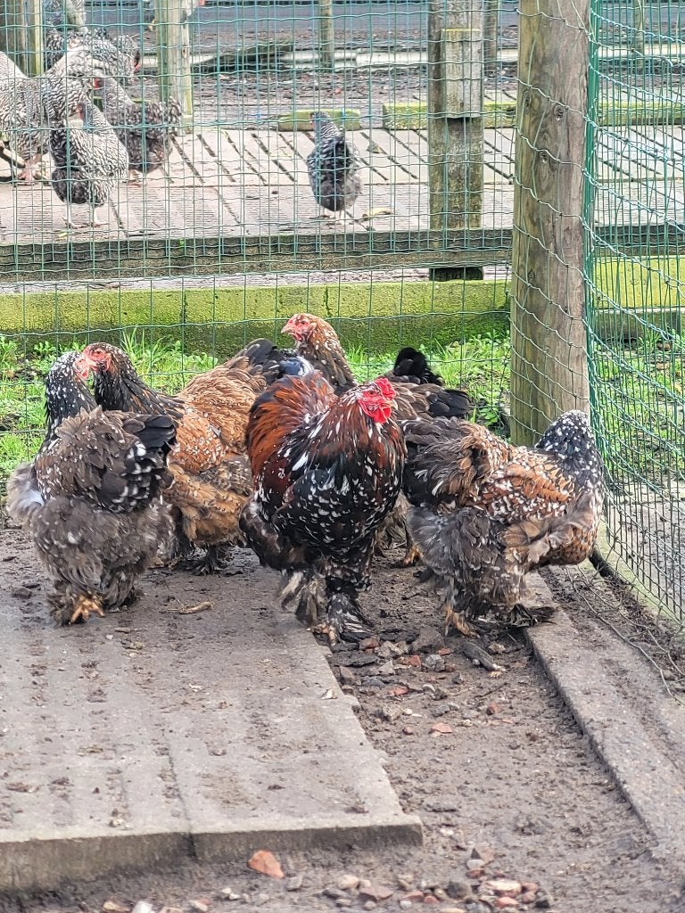 2 Hennen Brahma porselein, Dieren en Toebehoren, Pluimvee