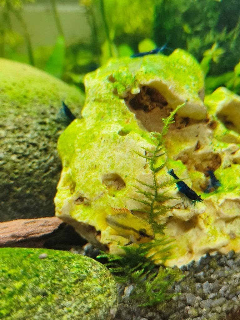 Apistogramma trifasciata (vrouwtje), Vis, Zoetwatervis