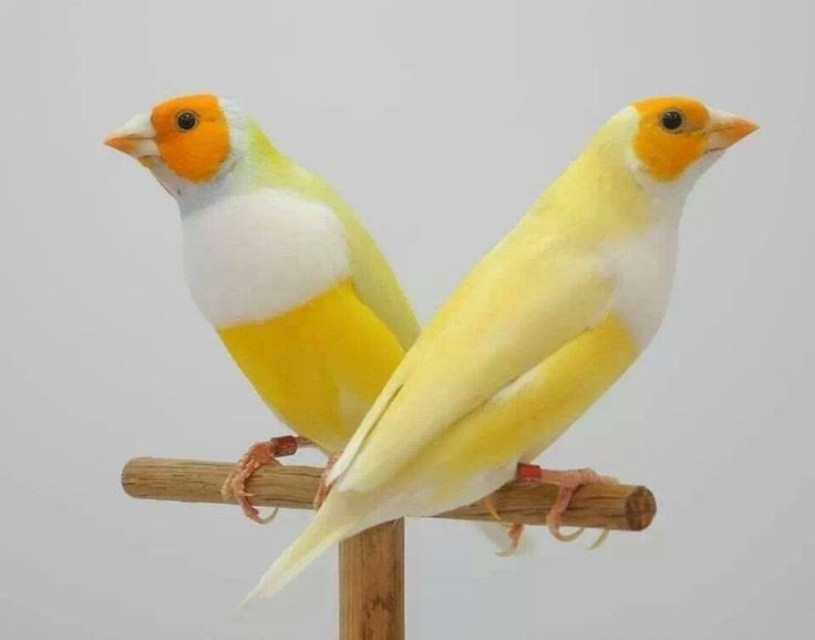 Je cherche un couple de gould diamant jaune, Animaux & Accessoires