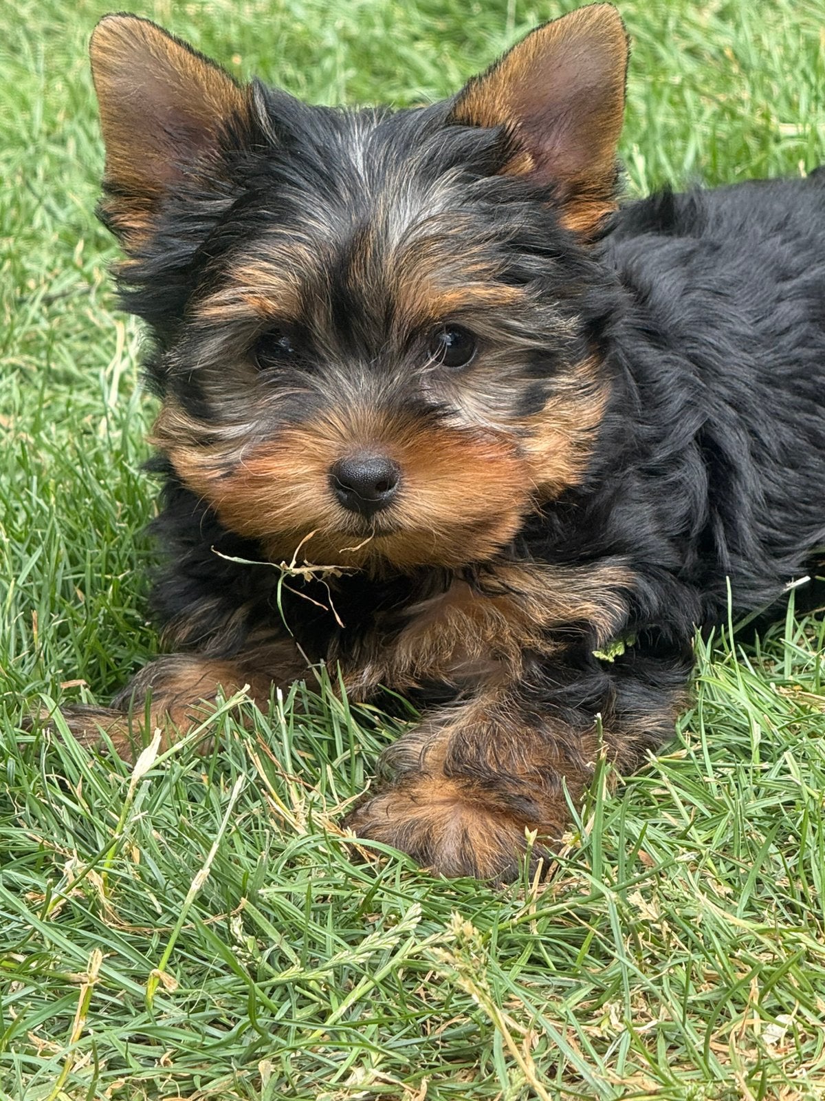 Yorkshire choits nain, Animaux & Accessoires, Chiens | Chihuahuas & Chiens de compagnie, Bichon maltais, Plusieurs, Hépatite contagieuse (maladie de Rubarth)