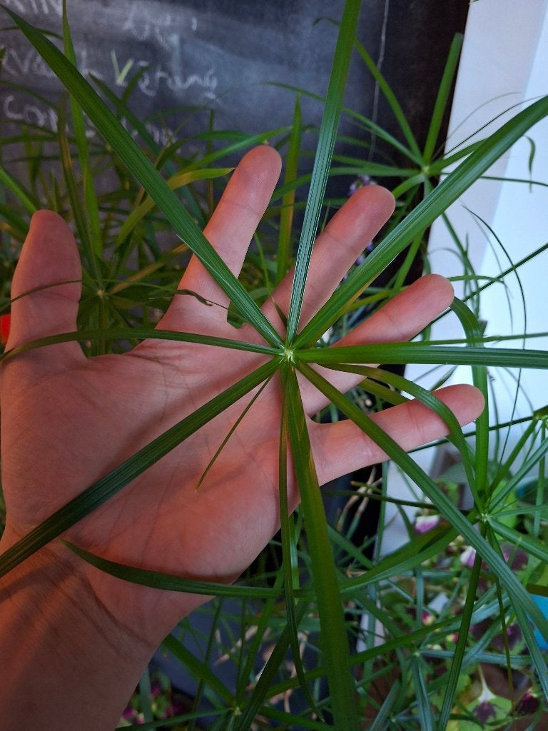 Papyrus stekje/cutting (vijverplanten/ pond plant), Groene kamerplant, Ophalen, Volle zon, Minder dan 100 cm
