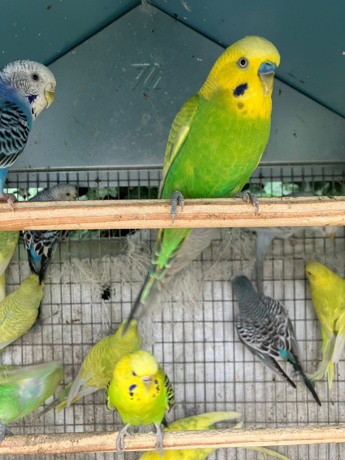 GEEL/GROENE MANNETJES GRASPARKIETEN NU 10 EURO/VOGEL, Animaux & Accessoires, Oiseaux | Perruches & Perroquets, Perruche, Plusieurs animaux