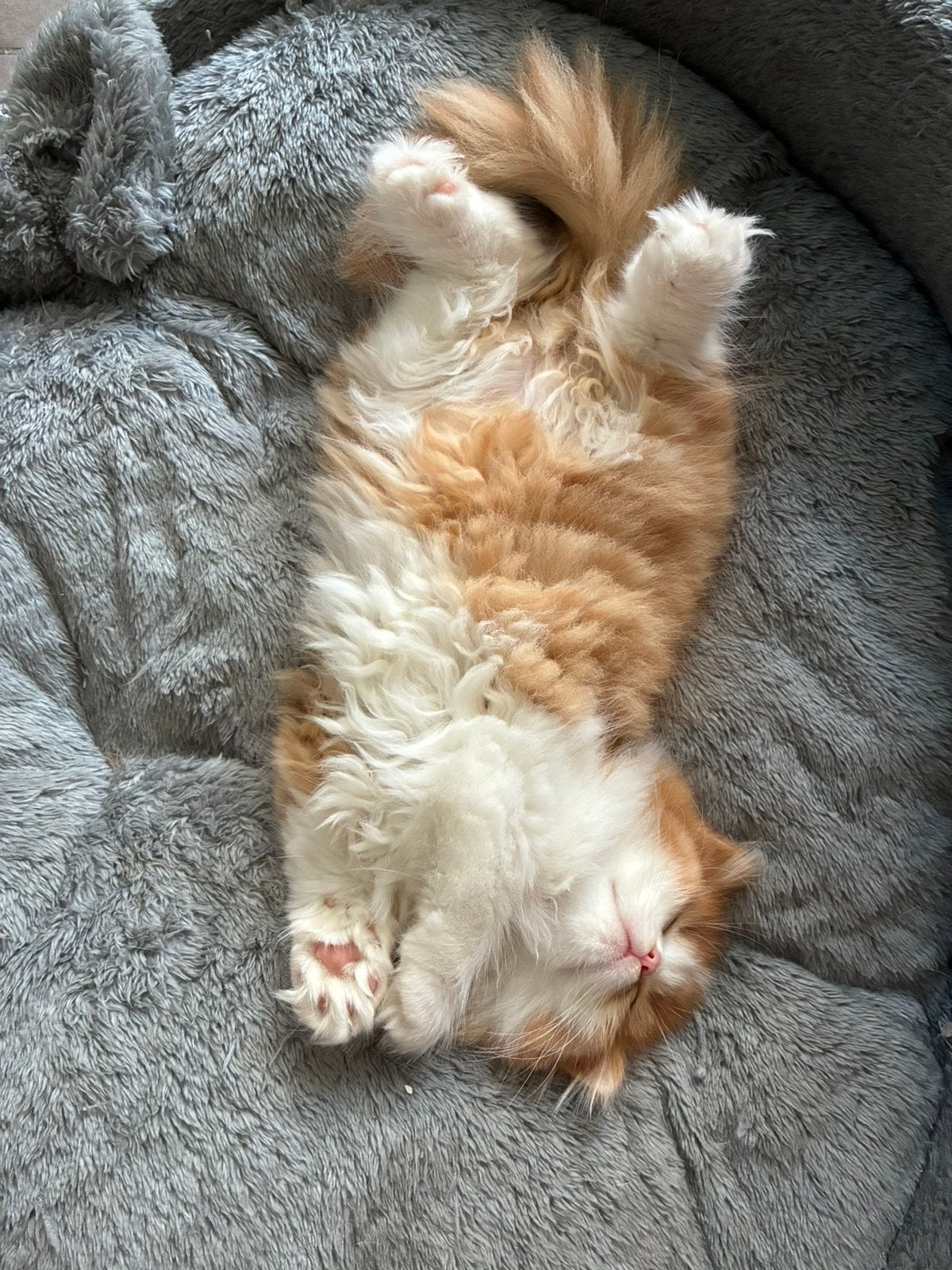 Super lief Brits langhaar katertje red bicolor, Chat, Avec pedigree, 0 à 2 ans