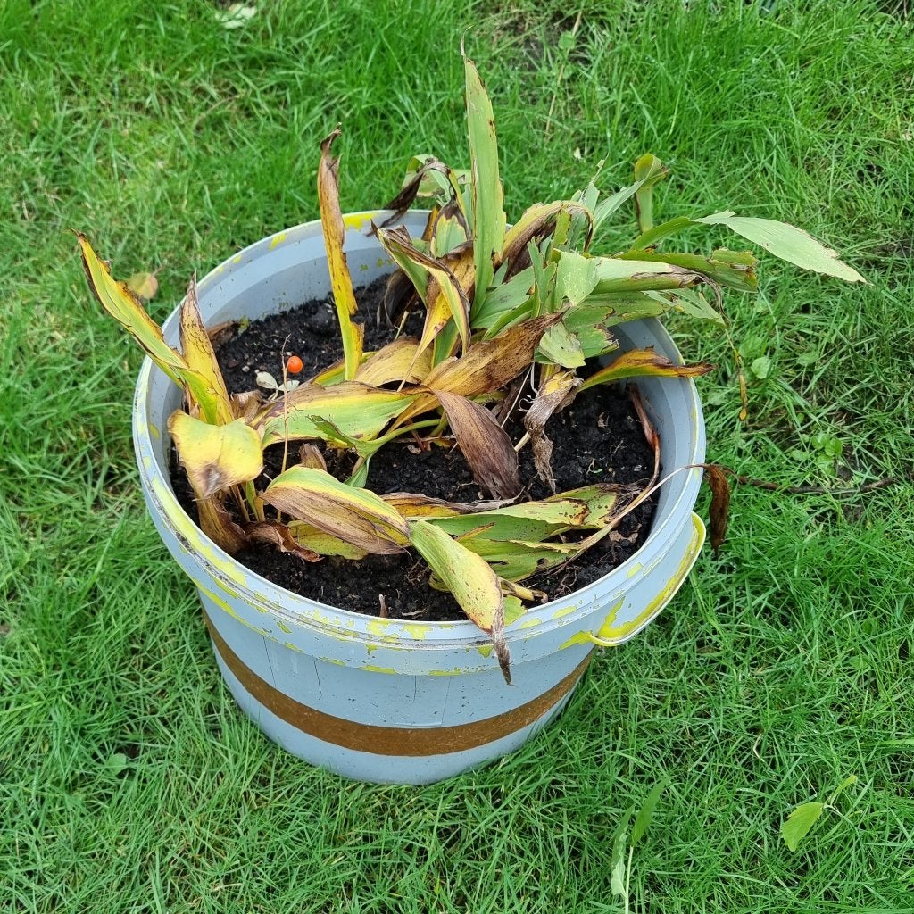Lot Meiklokjes 2€ excl pot, 5€ met kweekpot, Ophalen of Verzenden, Lente, Vaste plant