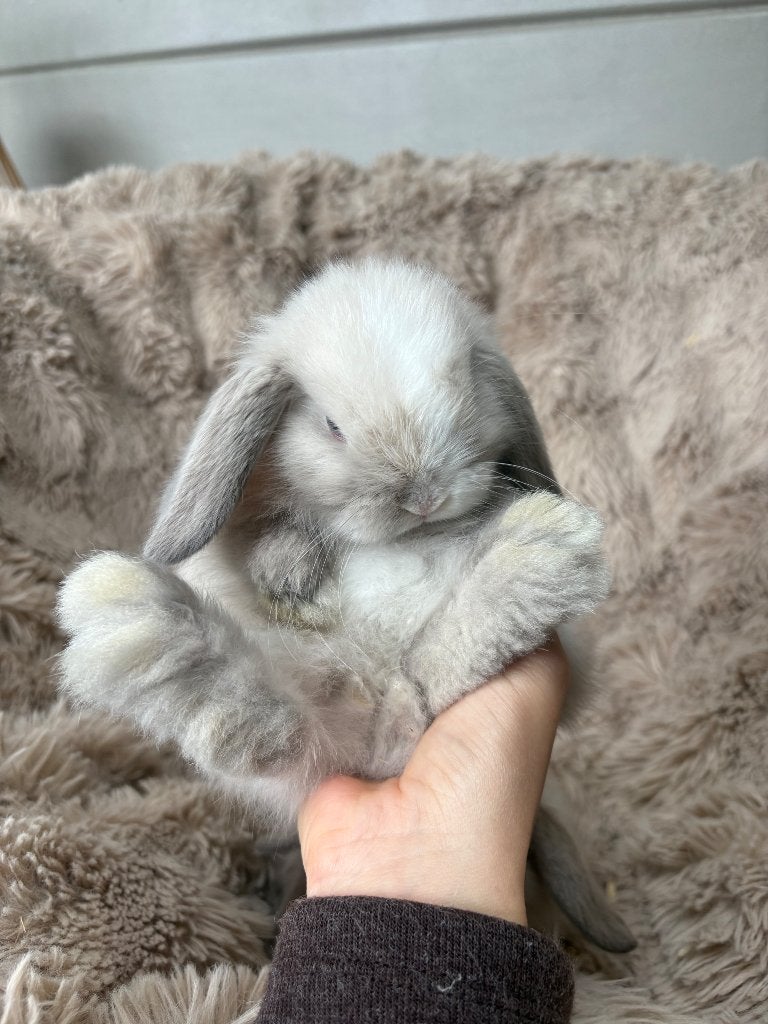 Knappe minilop rammetjes te koop, Mâle, Nain, Oreilles tombantes, 0 à 2 ans